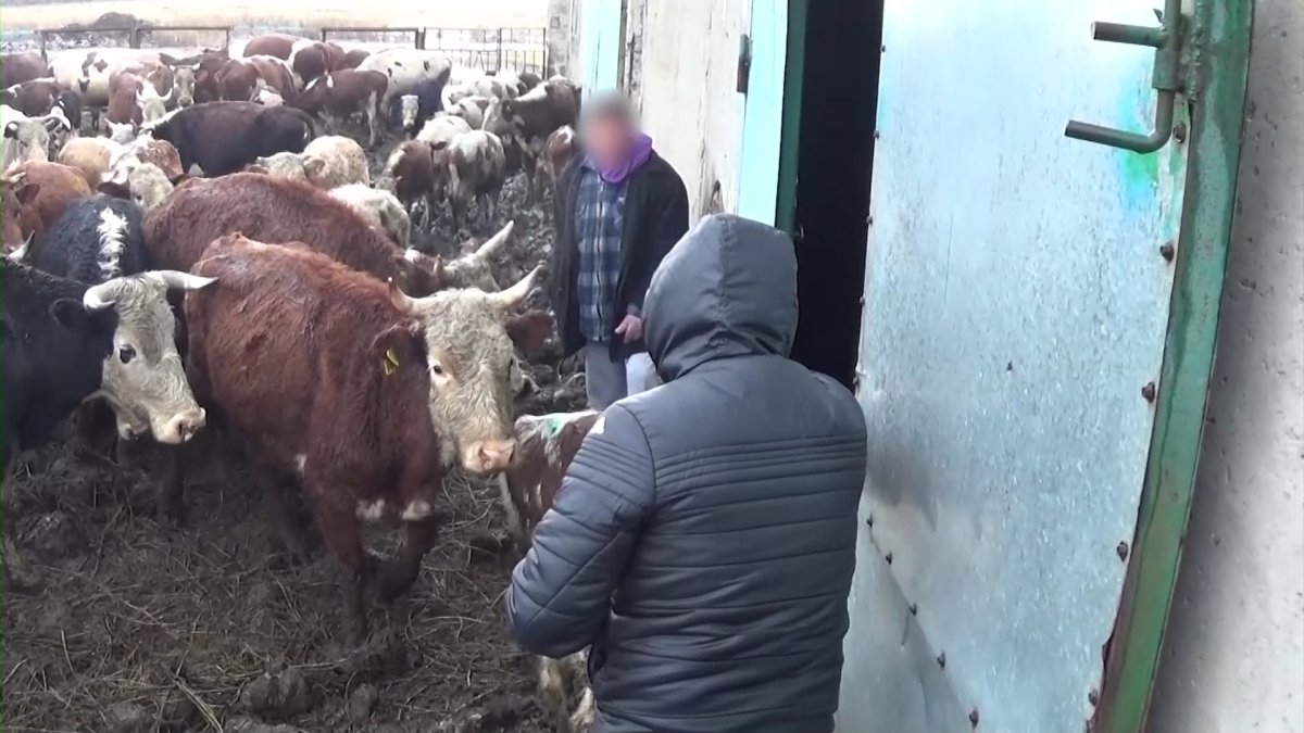 Өз малын өзгенің қорасынан тапқан павлодарлық төрт түлігін қайтара алмай жүр