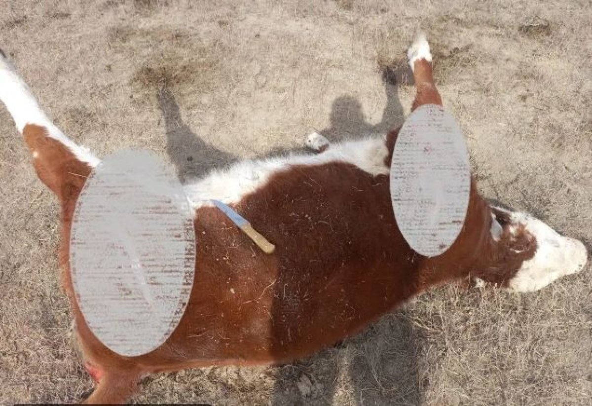 На массовый падёж скота жалуются фермеры ЗКО