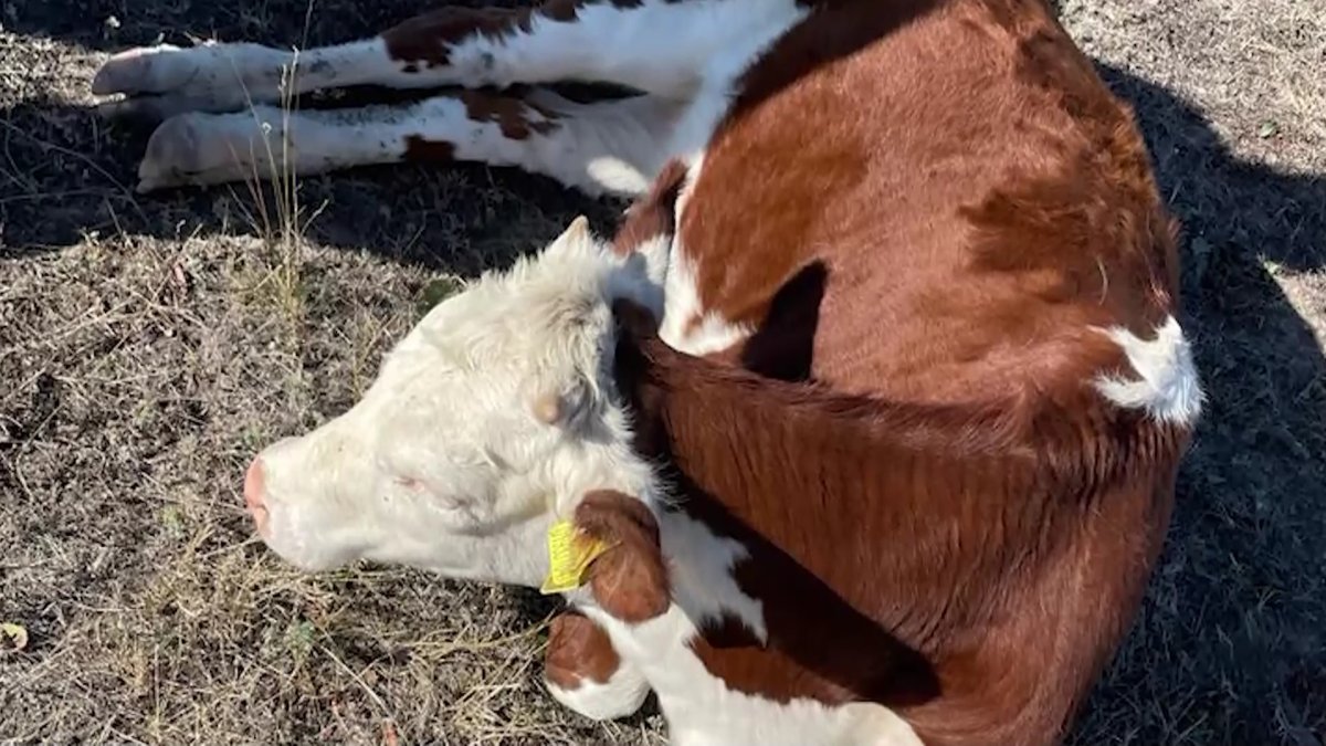 Батыс Қазақстан облысында мал қырылып жатыр