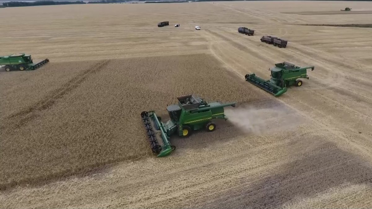 «Элеваторларға түскен бидайдың 40 пайызға жуығы ешқандай класқа жатпайды», – Премьер-министр