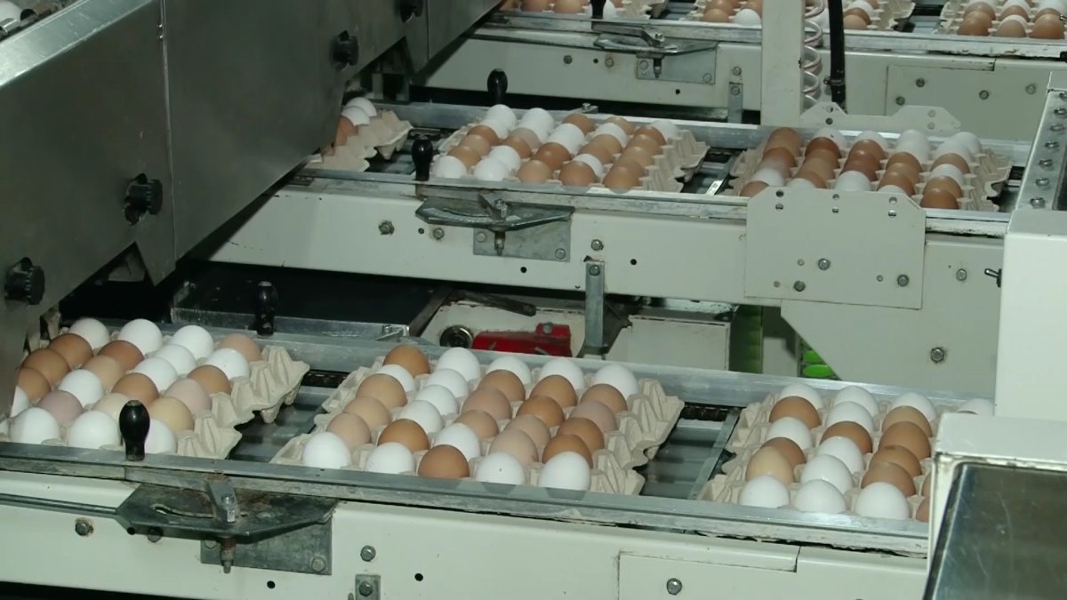 «Барлық құс фабрикалары көбіне жеке тұлғалар болып саналатын делдалдар арқылы жұмыс істейді», - Серік Жұманғарин