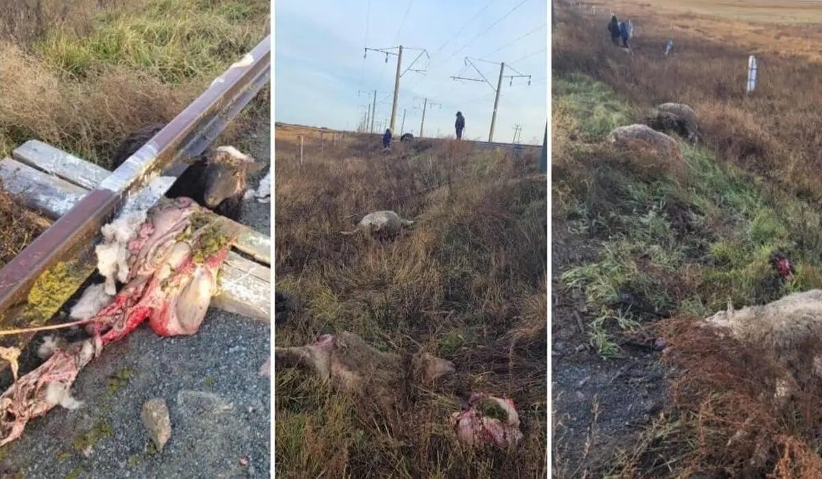 Солтүстік Қазақстанда жүк пойызы 16 қойды басып кетті