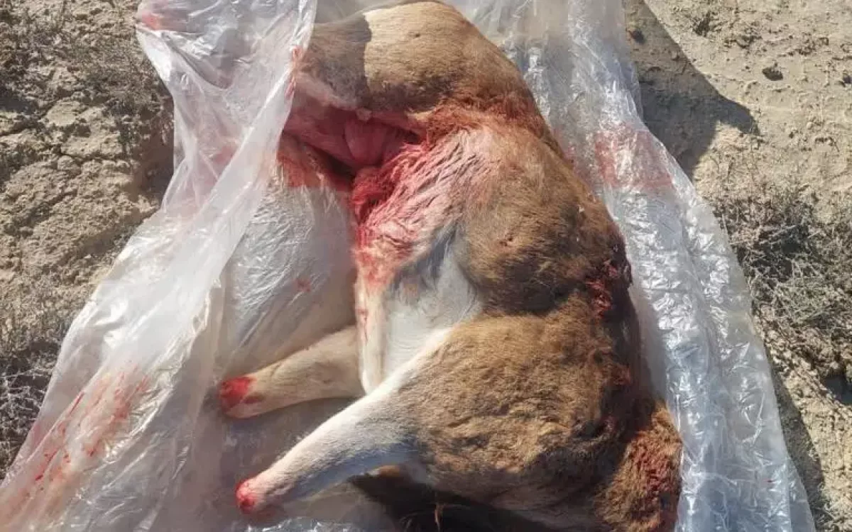 Маңғыстауда арқар атқан браконьерлер ұсталды