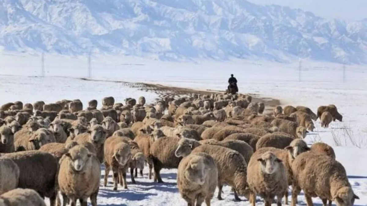 Абай облысында шопан адасып, түні бойы далада болған