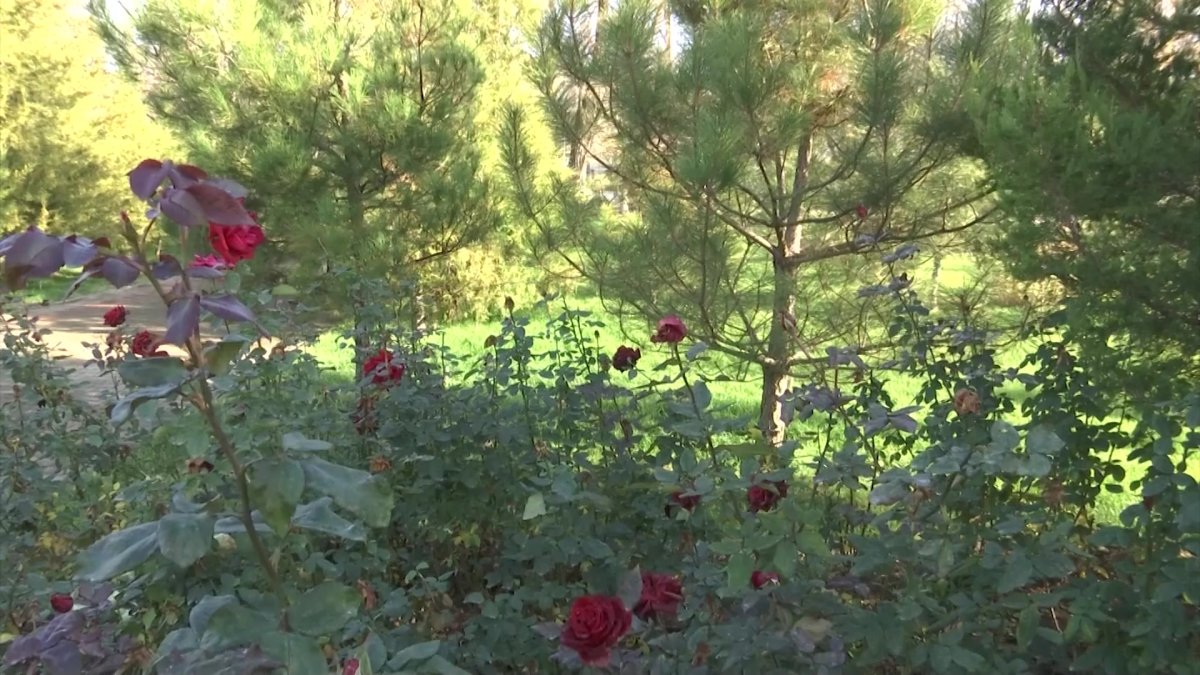 Шымкентте қыстың алғашқы күні бақ-бақ гүлдеді