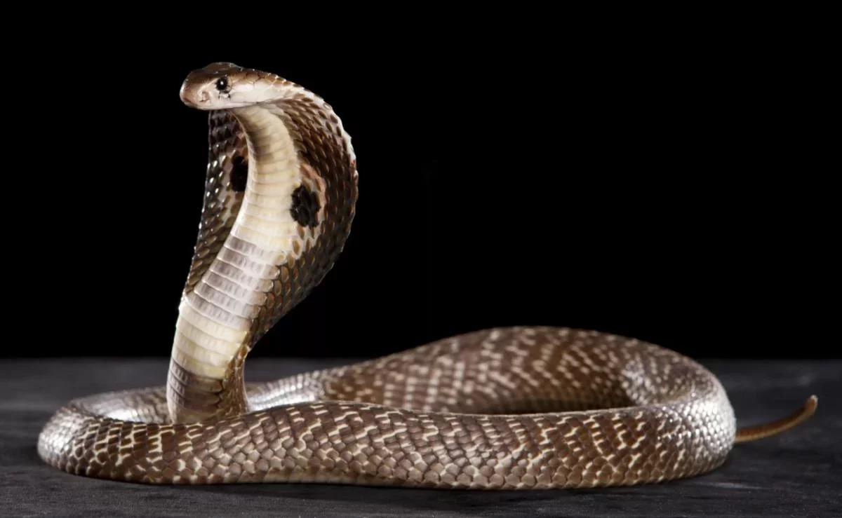 Порно ағасы қарындасы май