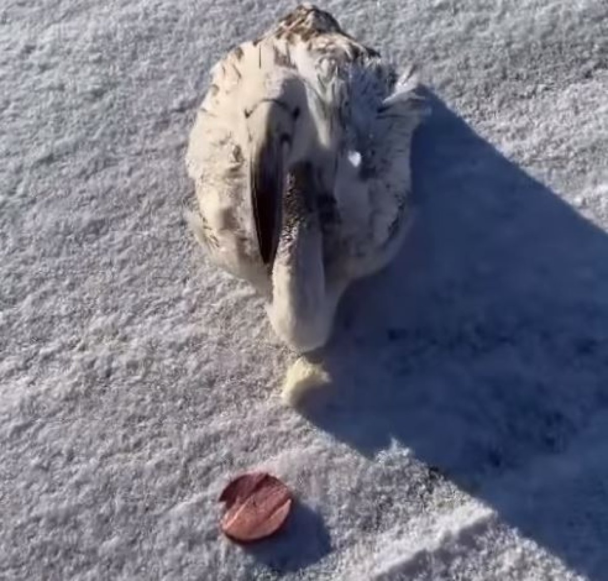 Хотел как лучше: известного блогера хотят оштрафовать за спасение птенца фламинго