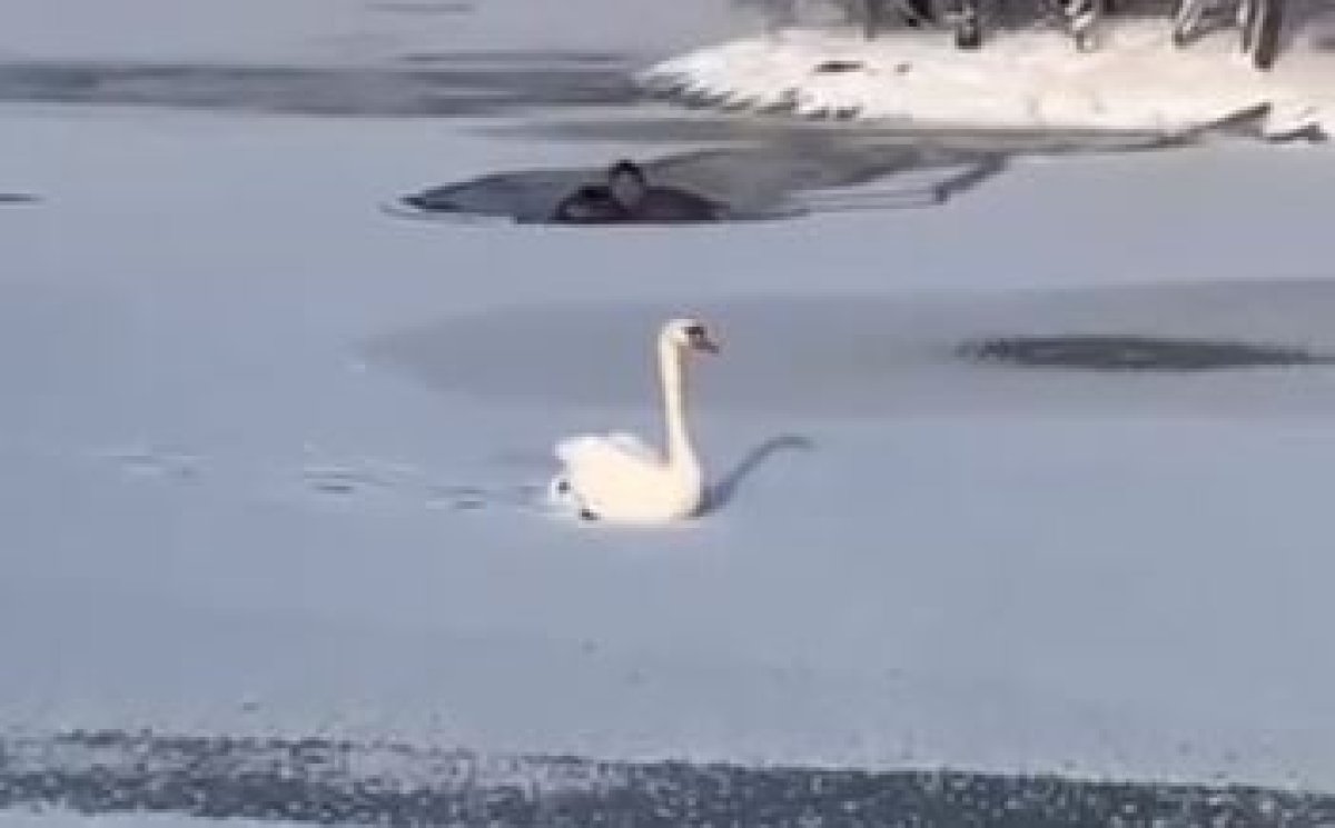 Лебедя спасли из ледяного плена в Таразе