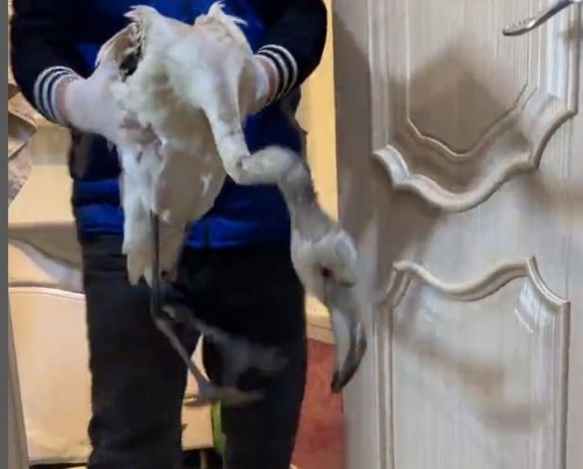 Найденных в Мангистау птенцов фламинго забрали в зоопарк Алматы