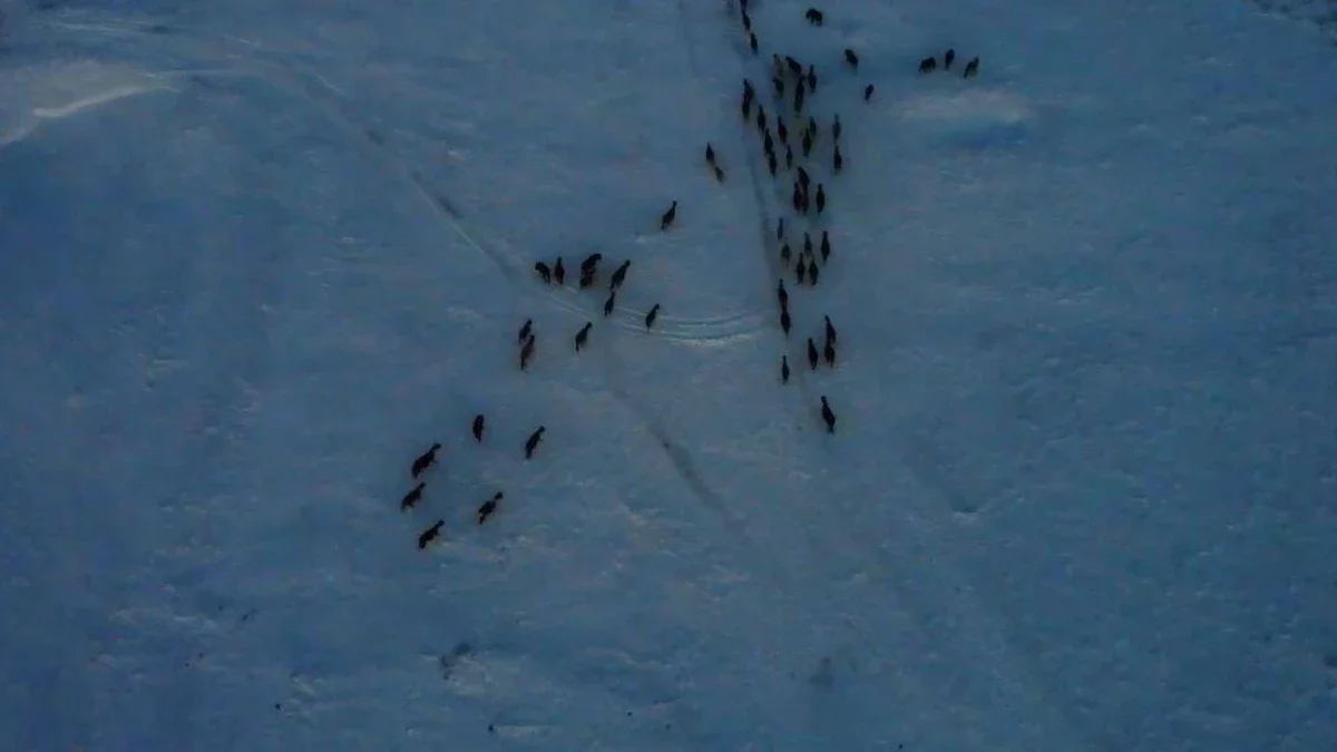 Ақмолалық полицейлер жоғалған 103 жылқыны иелеріне қайтарды