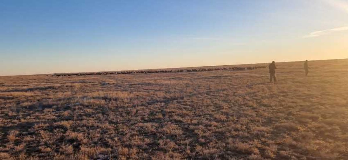 Пока грелся пастух пропал скот на 35 миллионов тенге в Костанайской области