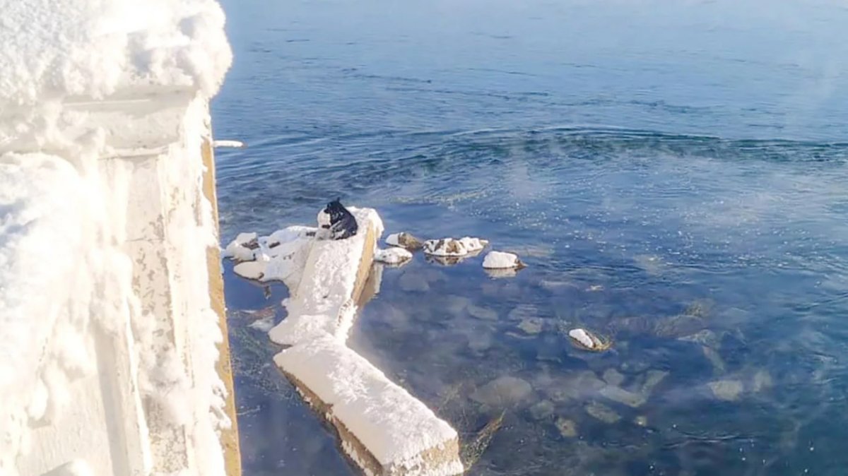 В Усть-Каменогорске спасатели помогли собаке, замерзающей на бетонной плите