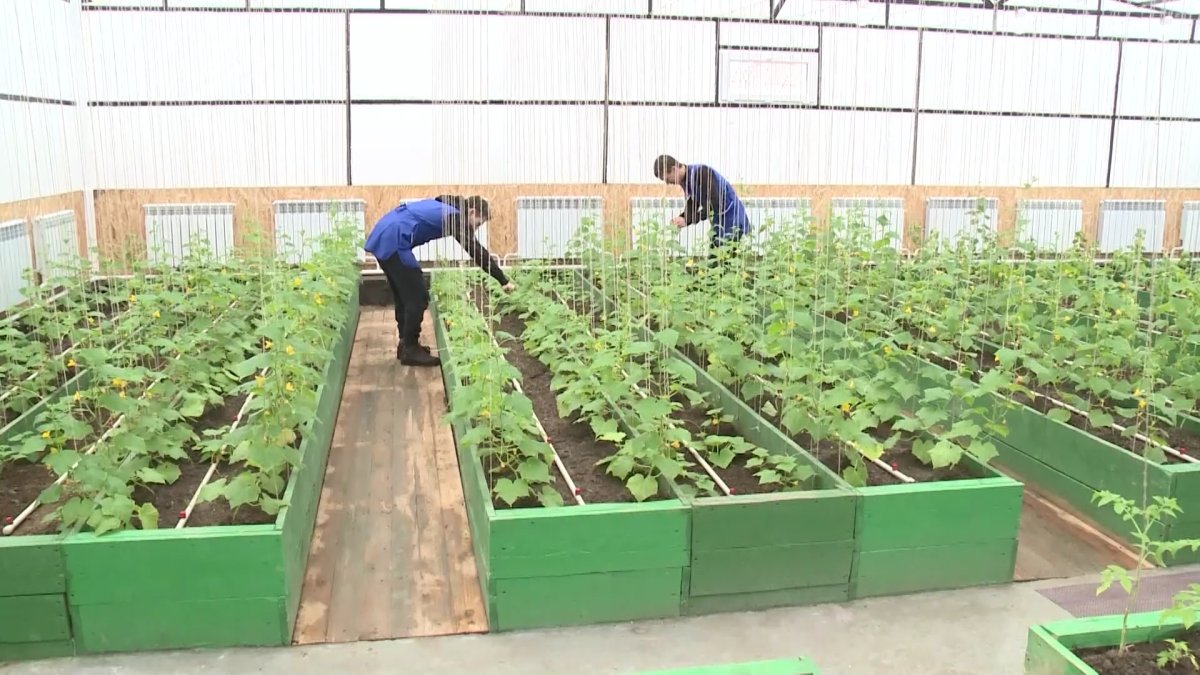 Новая стратегия роста: каких целей должен добиться АПК к 2025 году