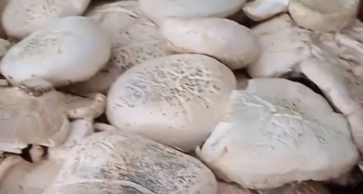 Из-за аномально теплой зимы в Шымкенте продолжается грибной сезон