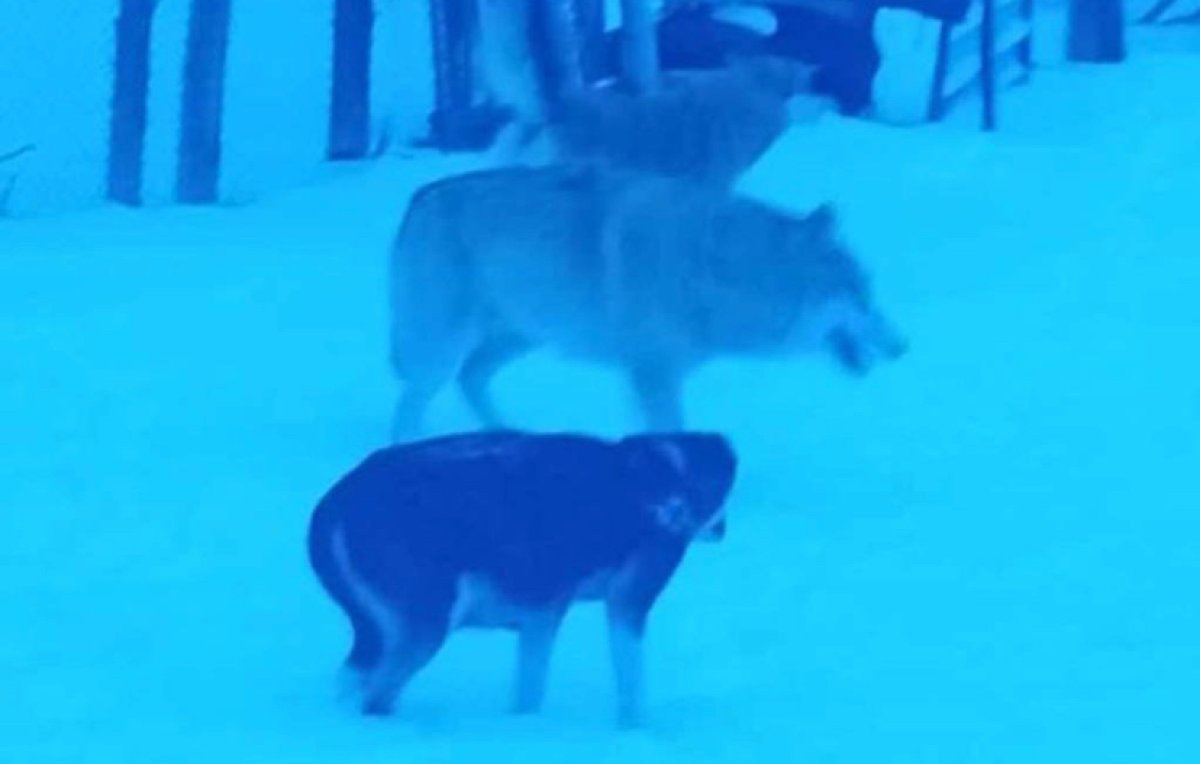 Волк напал на двух человек в Каркаралинске