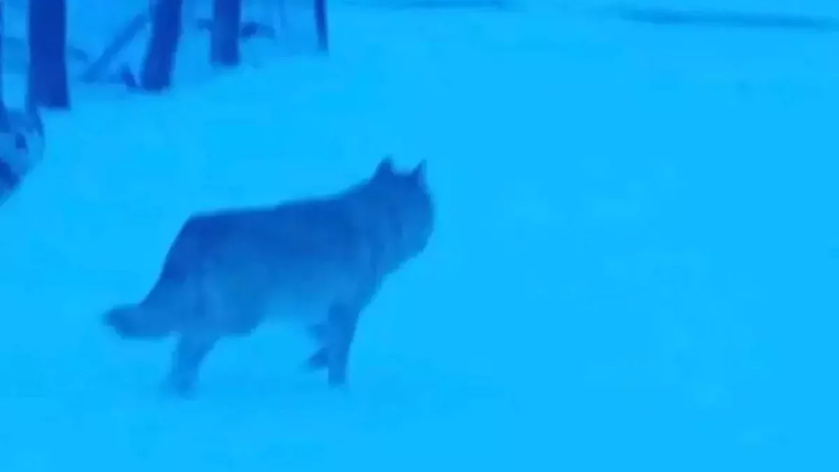 Қарқаралыда үш адамға қасқыр шапты