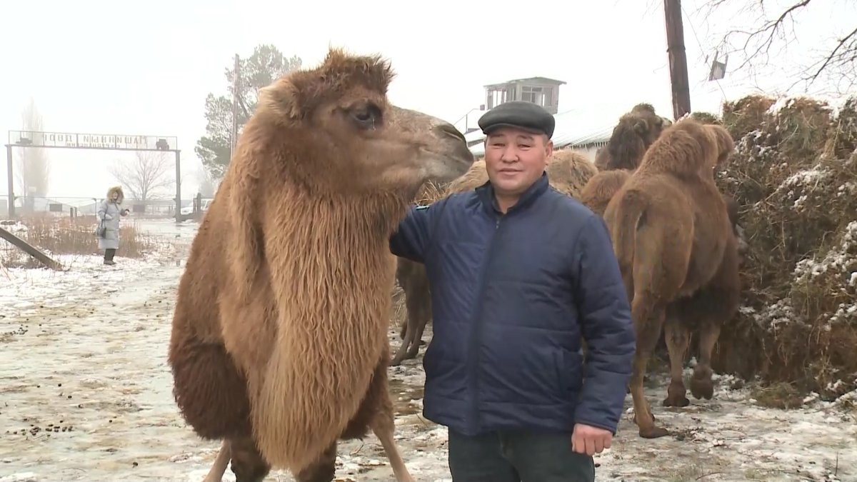 Тобыл бойында түйе шаруашылығын түлеткен кәсіпкер