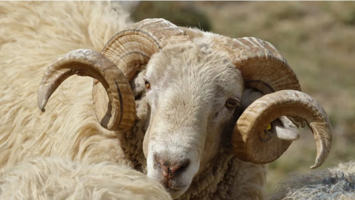 Жителя Аягоза осудили на 3 года за убийство архара