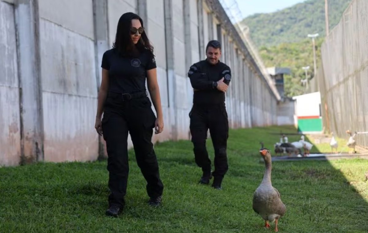 Гуси заменили собак в бразильской тюрьме