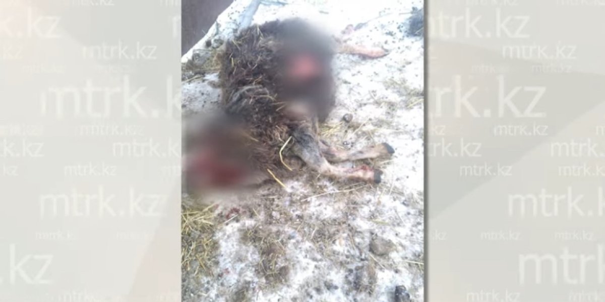 Отару овец загрыз неизвестный хищник в СКО