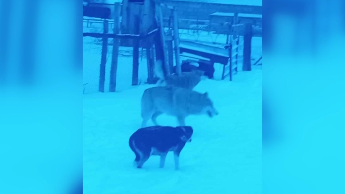 Нападение волка на людей в Каркаралинске: хищник болел бешенством