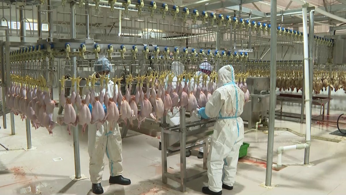 Қызылордада қалдықсыз құс фабрикасы ашылды