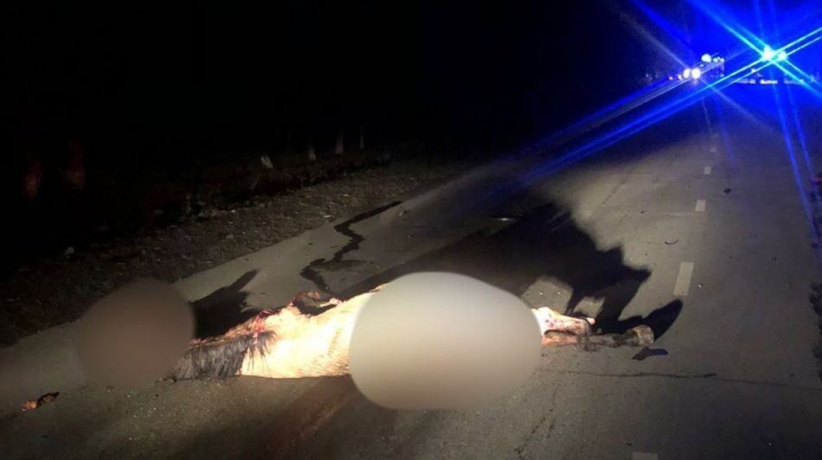 Смертельную аварию спровоцировала лошадь в Жетісу