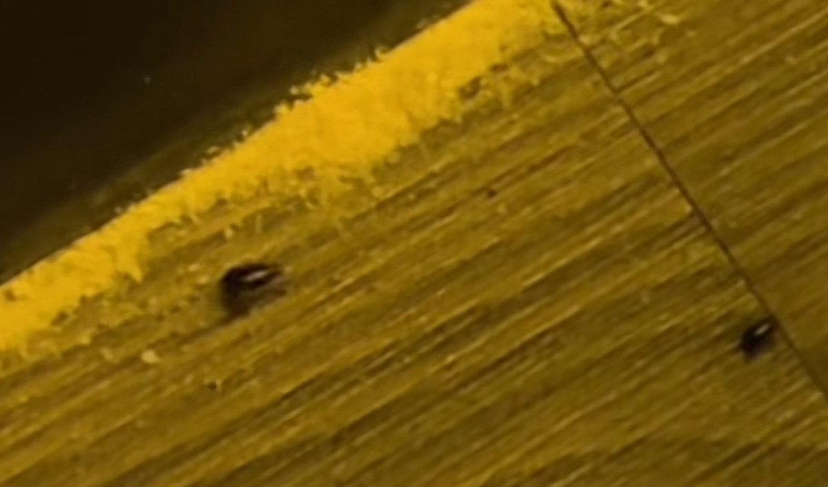 Тараканов в столичном баре обсуждают в сети (ВИДЕО)