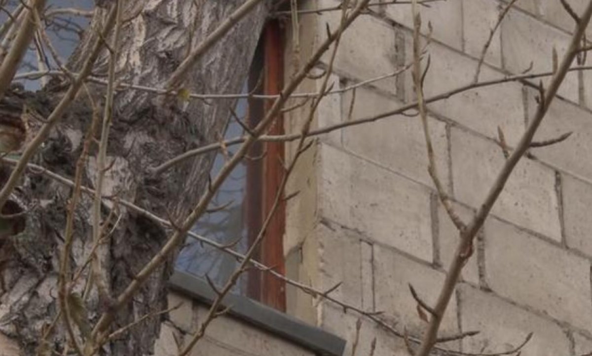 Деревья вросли в многоэтажку в Павлодаре: жильцы бьют тревогу