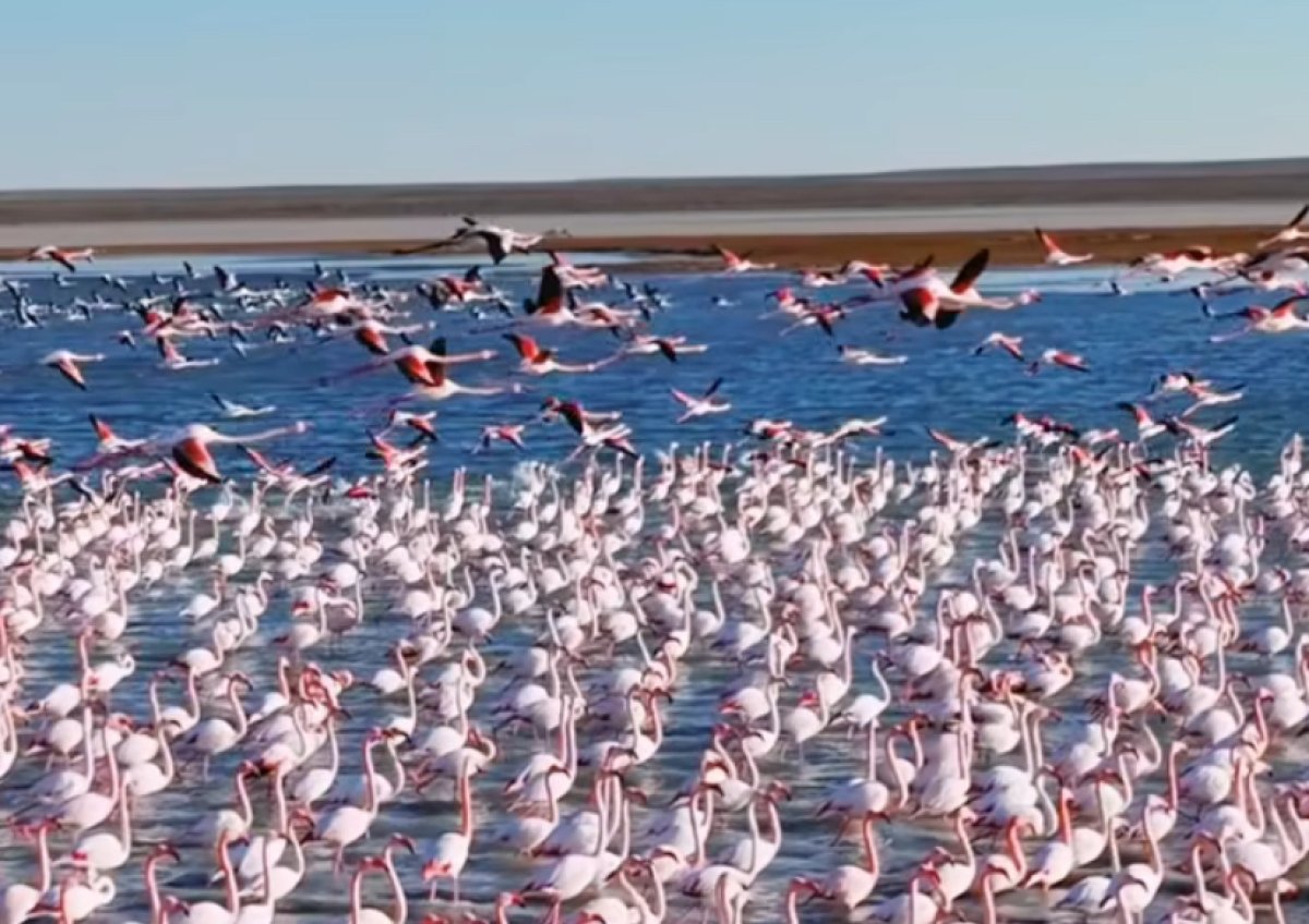 Фламинго в декабре: огромную розовую стаю запечатлел мангистауский блогер