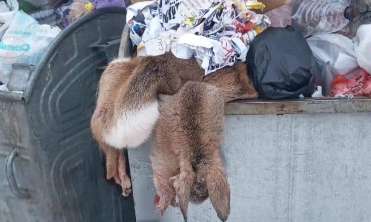 Останки косули выбросили в центре Петропавловска