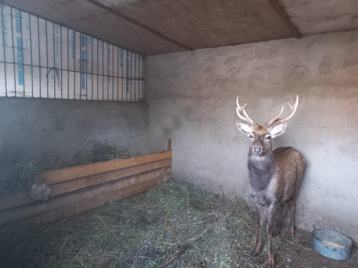 Оралда экологиялық-биологиялық орталықтағы хайуанаттар бағы бұғымен толықты