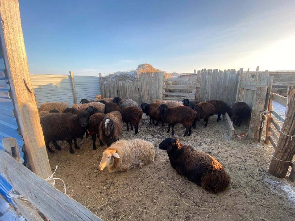 Атырау облысында қылмыстық топ 23 бас қой ұрлаған