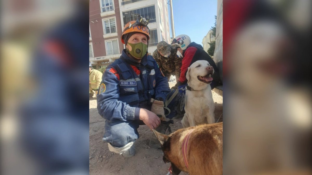 Түркияда іздестіру жұмыстарына құтқарушы иттердің көп көмегі тиюде