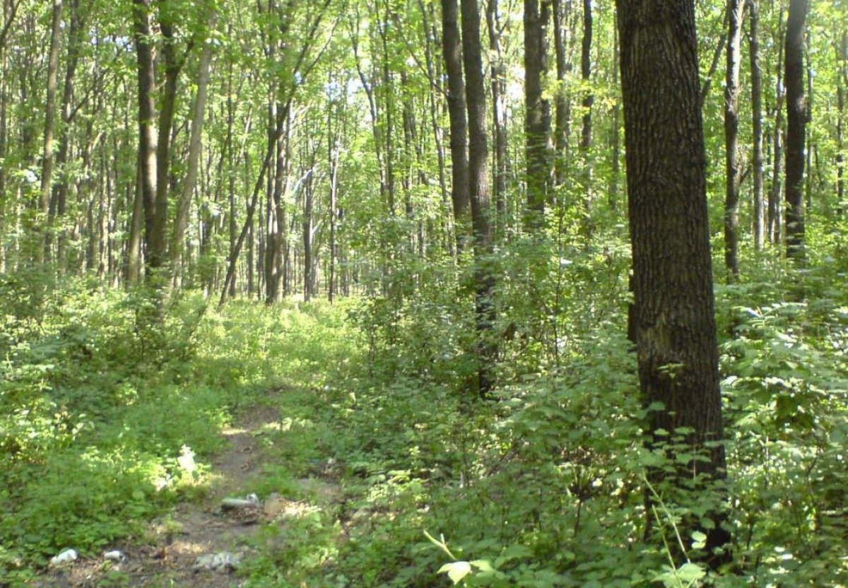 Орманға баруға тыйым салынбақ