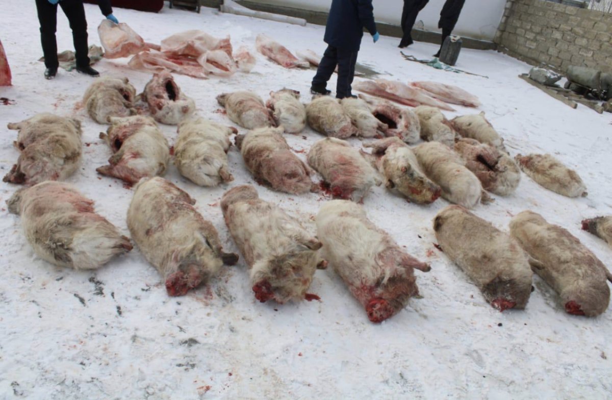 До семи лет тюрьмы грозит кызылординцу за охоту на сайгаков