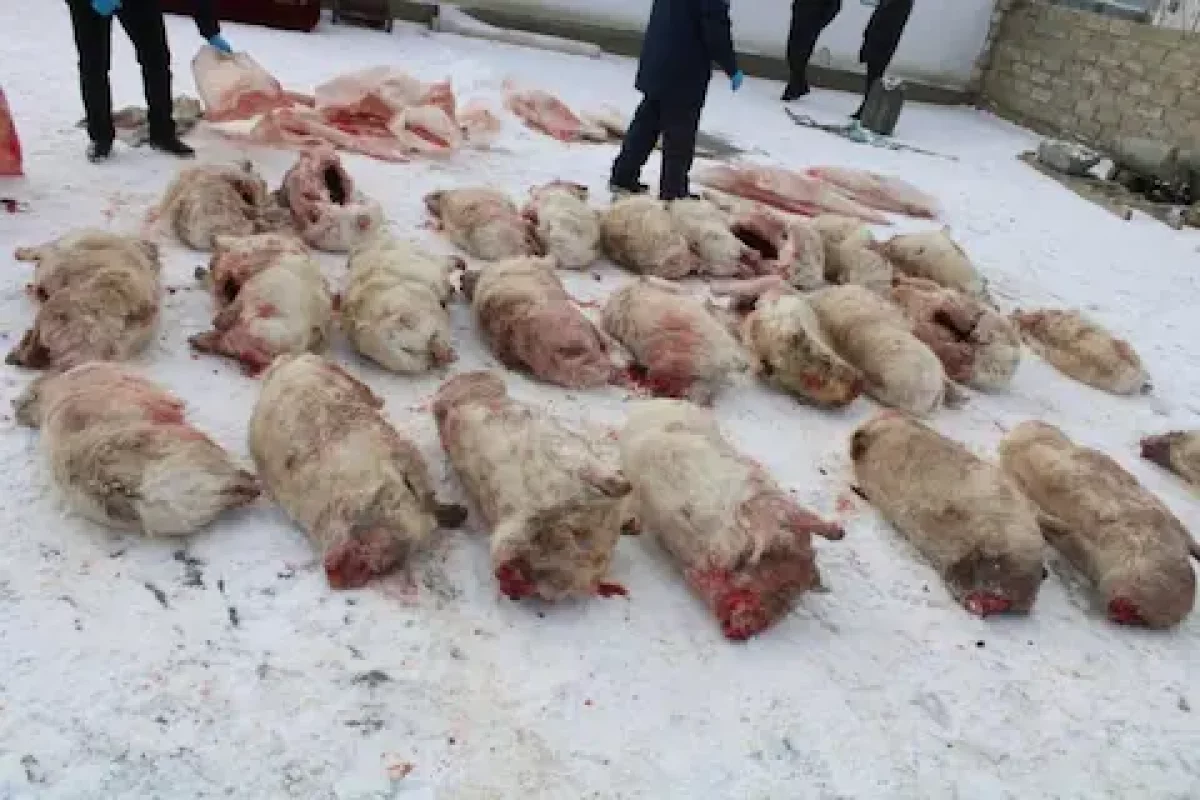 Қызылорда тұрғынынан 26 киіктің ұшасы тәркіленді