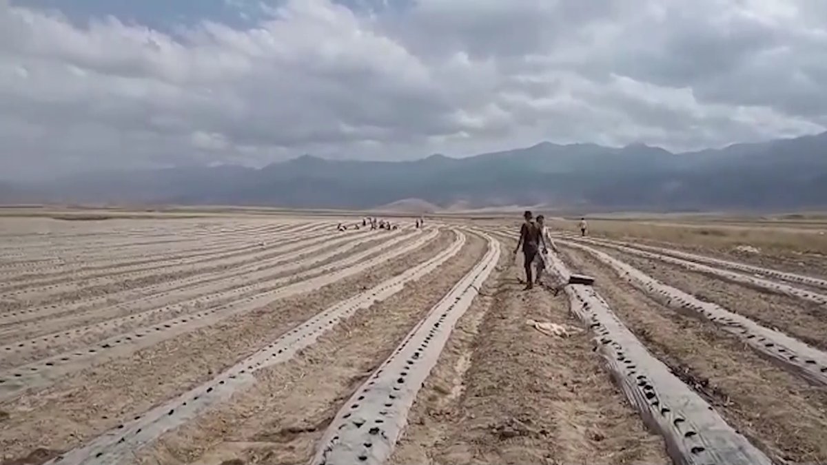 Жамбыл облысында элиталық құлпынай еккен шаруа 6 айдан бері әділдікке жете алмай жүр
