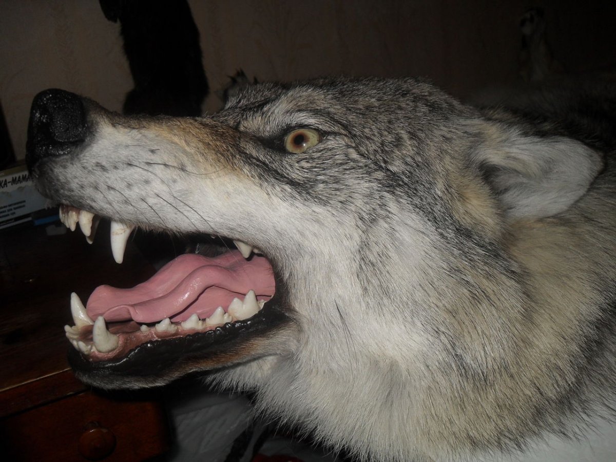 Чучело волка украл из кафе североказахстанец