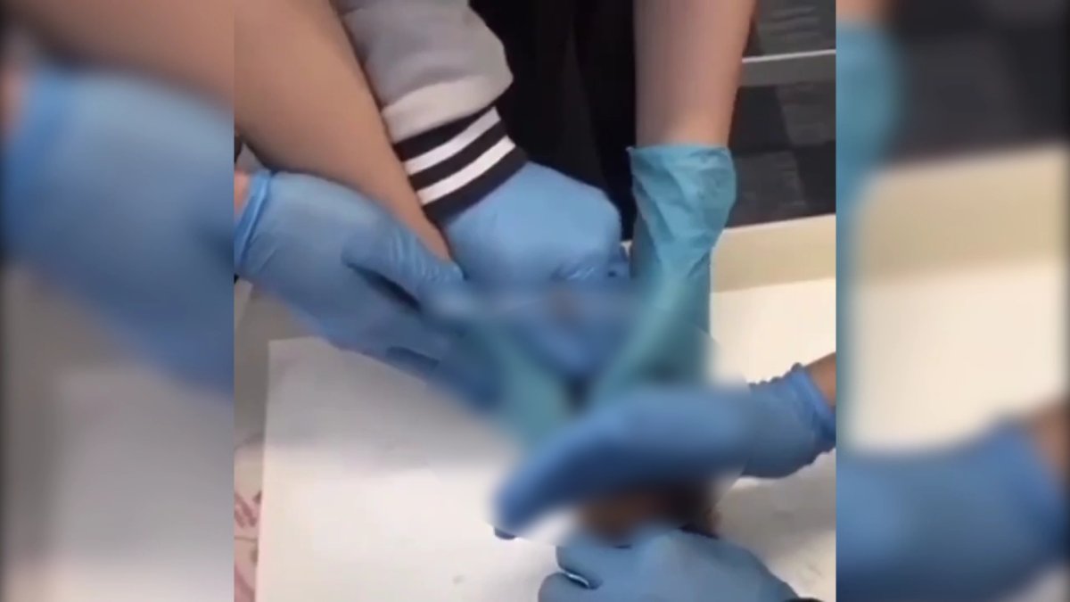 «Воспитывают маньяков»: зоозащитники об убийстве свинки на уроке биологии в Алматы