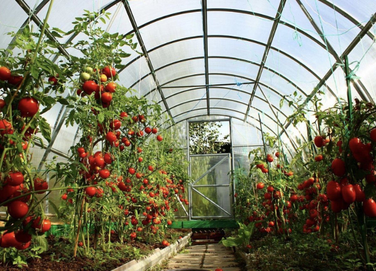 Помогали и мешали одновременно: предприниматель пожаловался на властей СКО