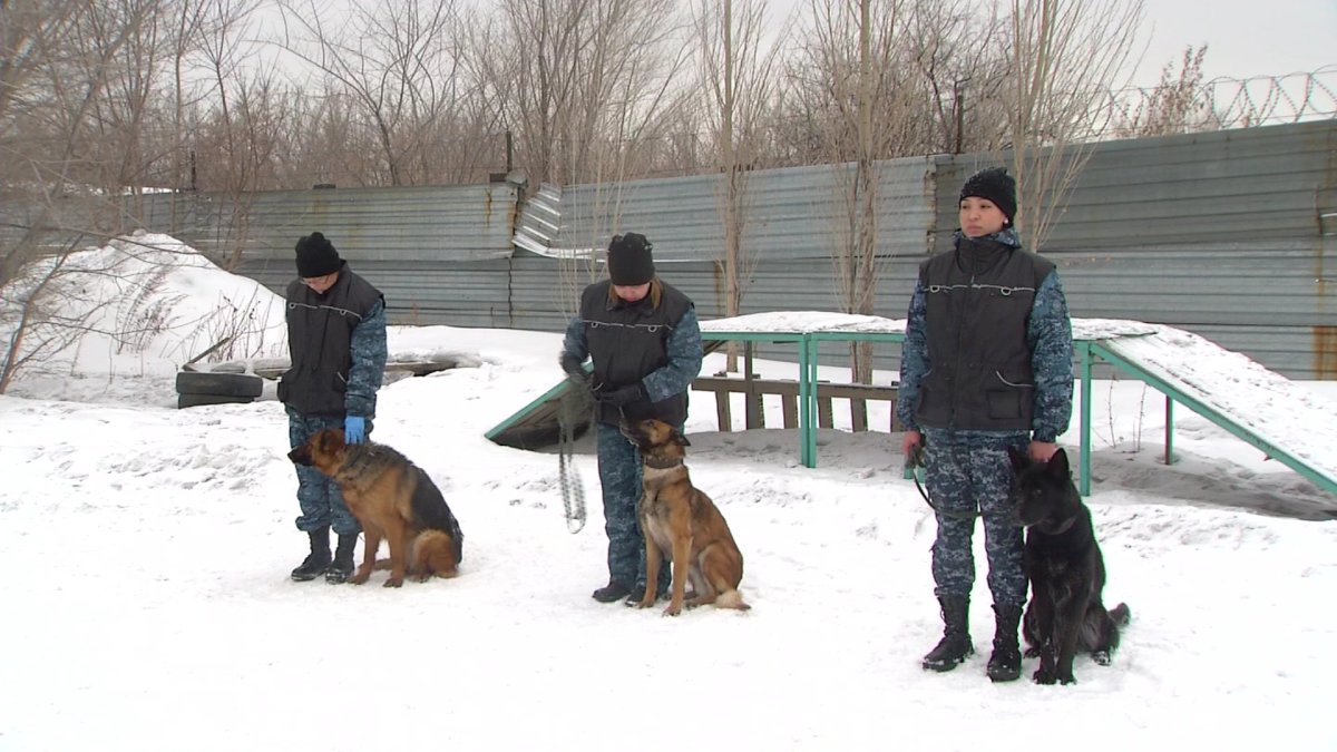 Больше двух сот преступлений в Астане в прошлом году были раскрыты с  помощью собак - Телеканал «Астана»