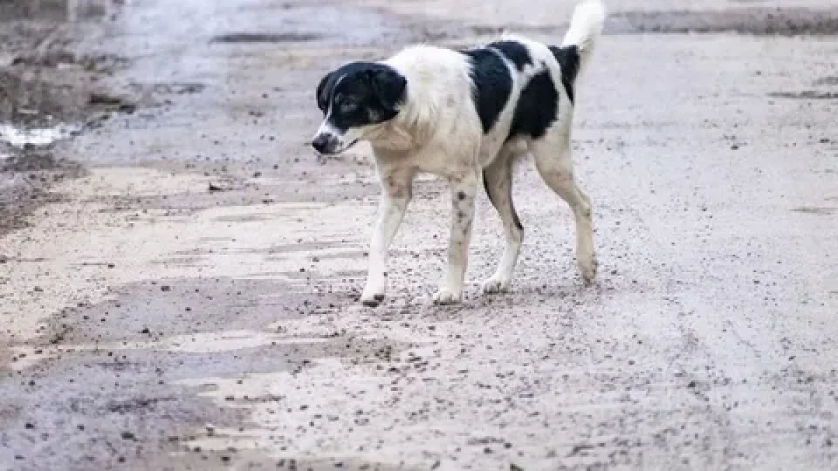 Ақмола облысының тұрғыны иесіз иттерді аулап, етін дәмханаларға сатқан