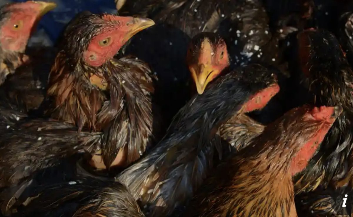 Ребенок в Камбодже умер от птичьего гриппа