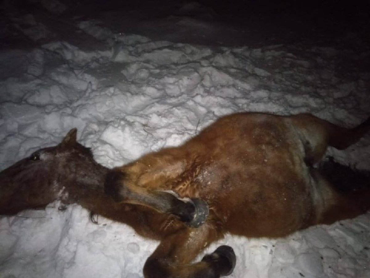 Грузовой поезд сбил табун лошадей в Акмолинской области