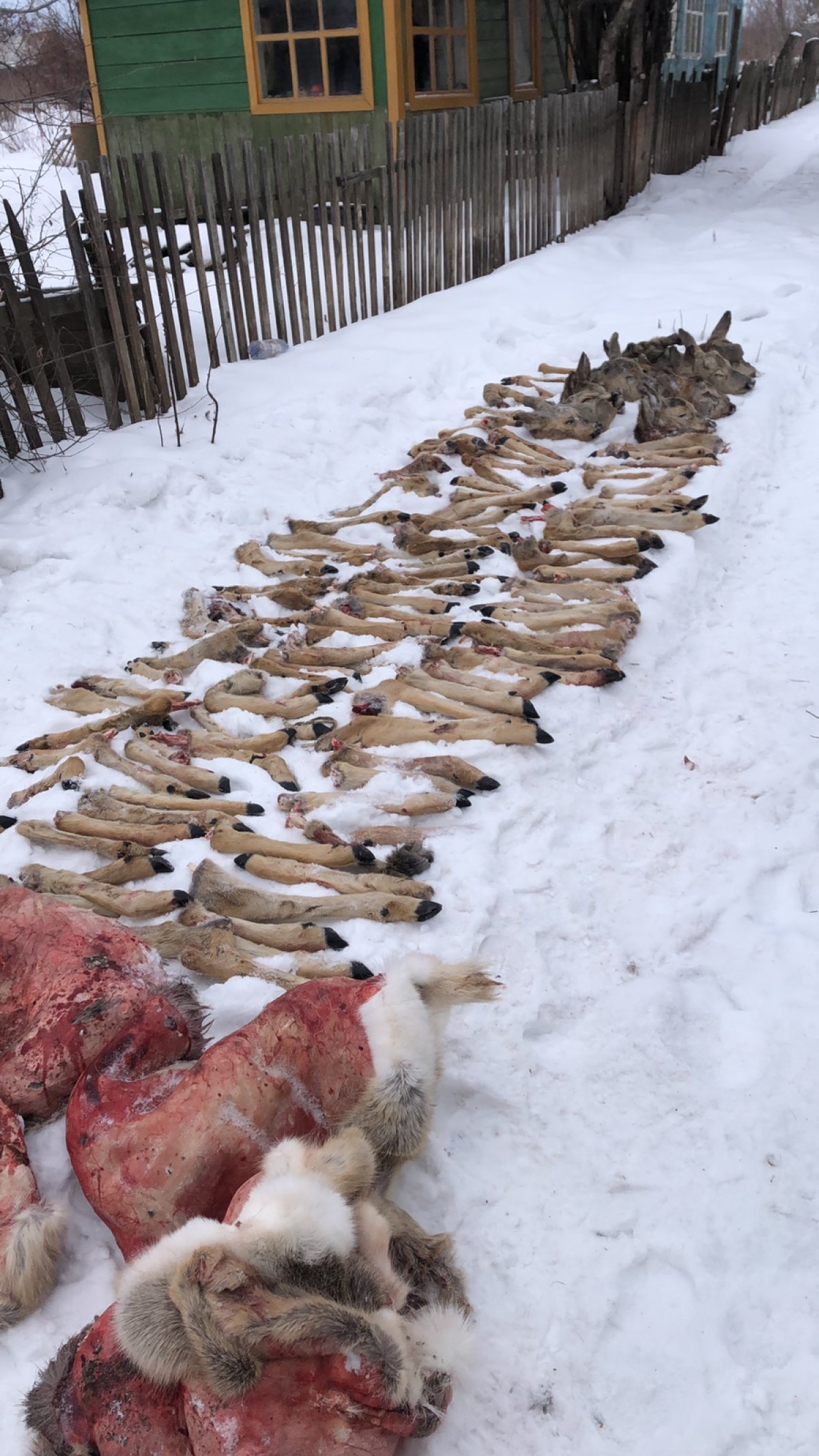 СҚО полицейлері 50-ге жуық елікті жоюға қатысты күдіктілерді ұстады