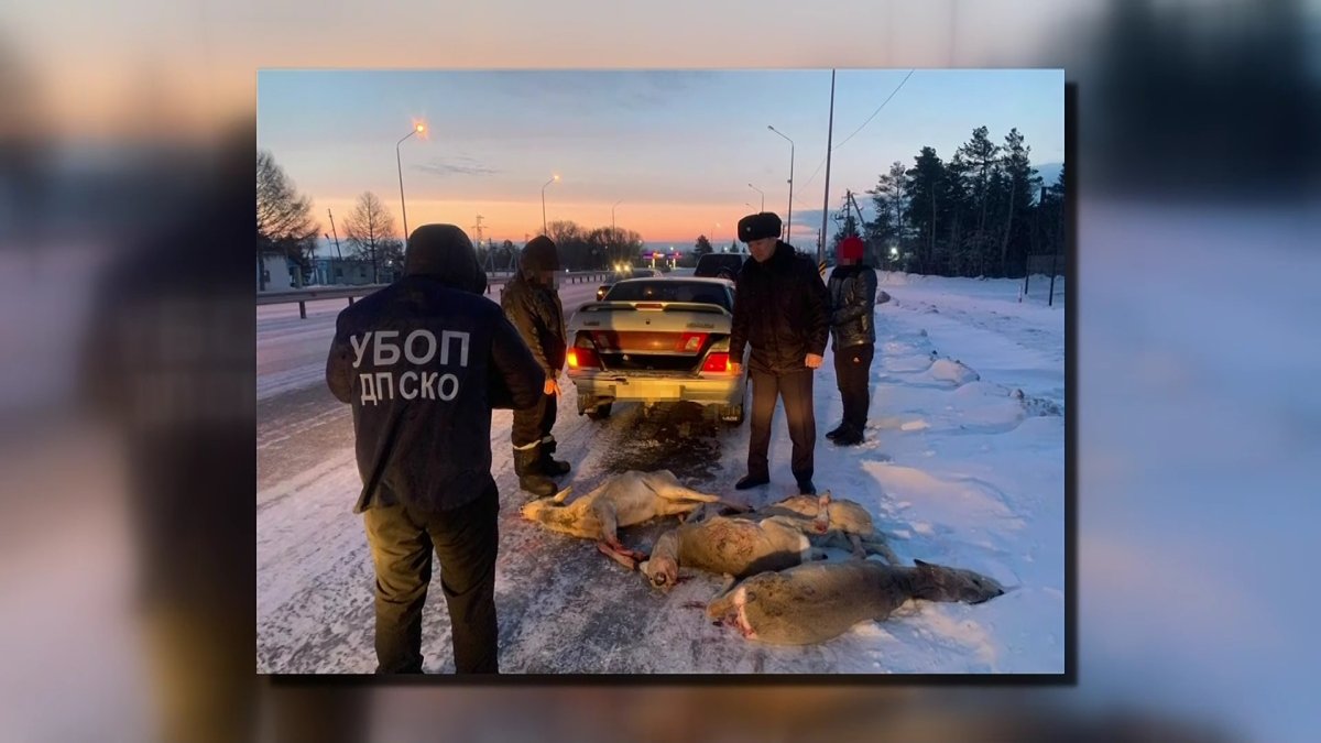Трех жителей Петропавловска подозревают в истреблении косуль
