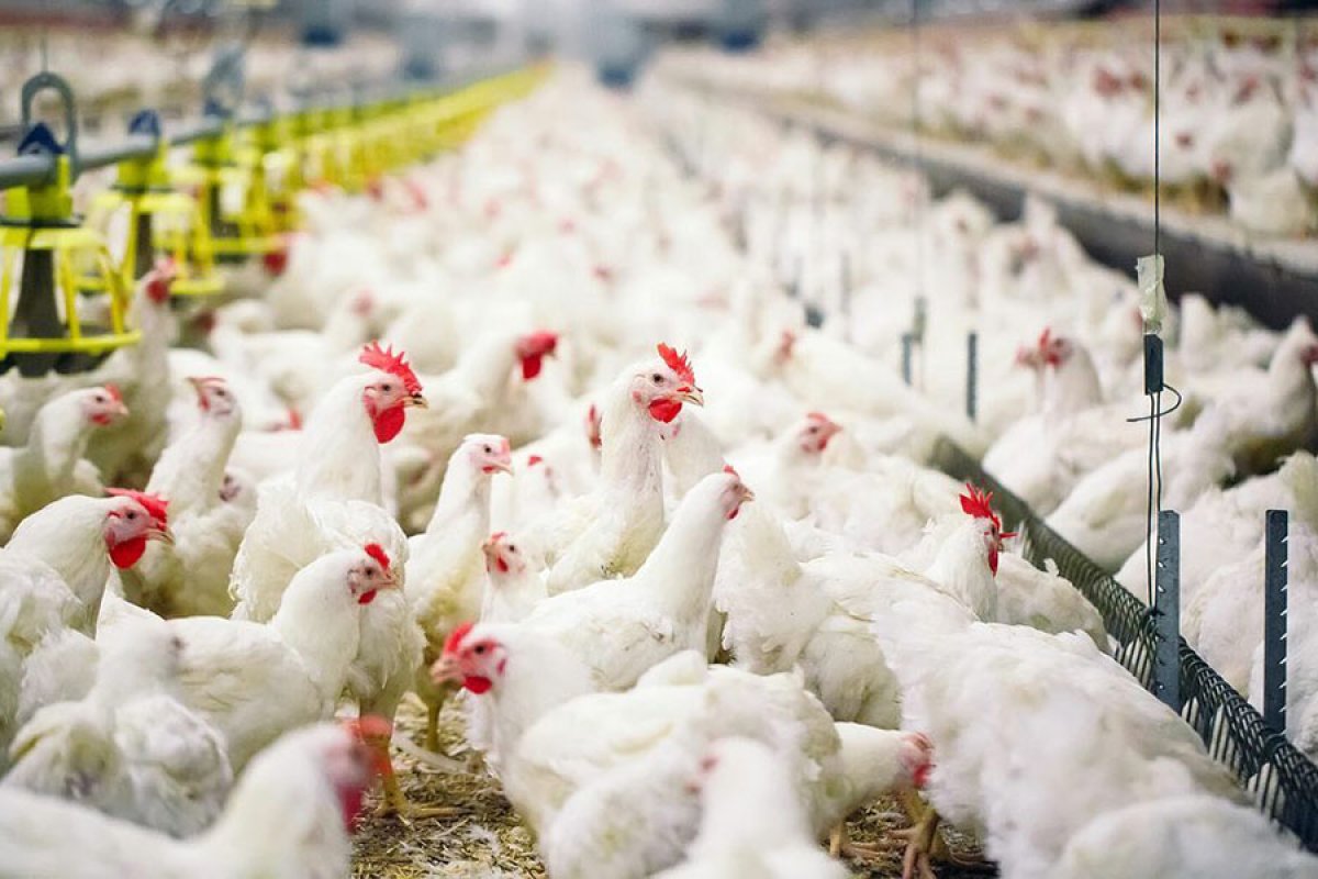 Павлодар облысында құс еті қымбаттады