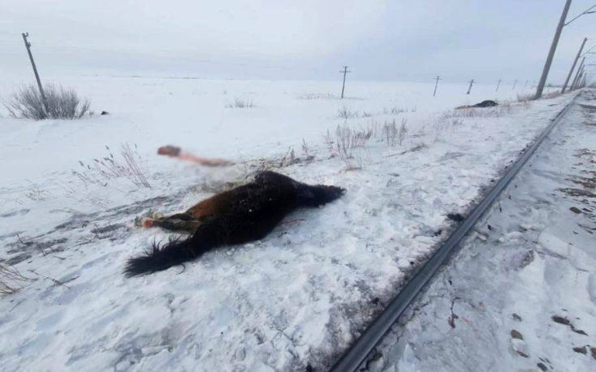 Шесть лошадей сбил пассажирский поезд в области Ұлытау