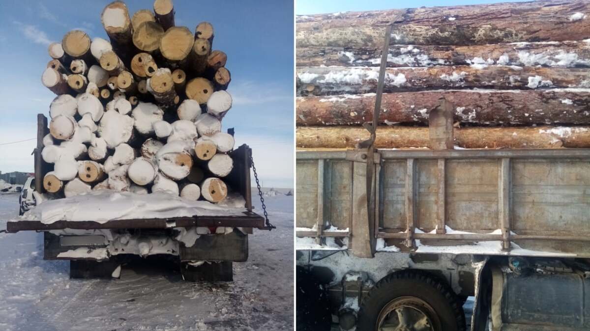 Ағаш ұрлады